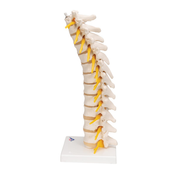 Модель грудного отдела позвоночника - 3B Smart Anatomy — изображение 4
