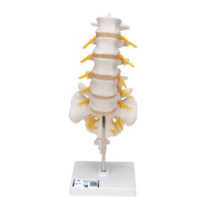 Модель поясничного отдела позвоночника - 3B Smart Anatomy
