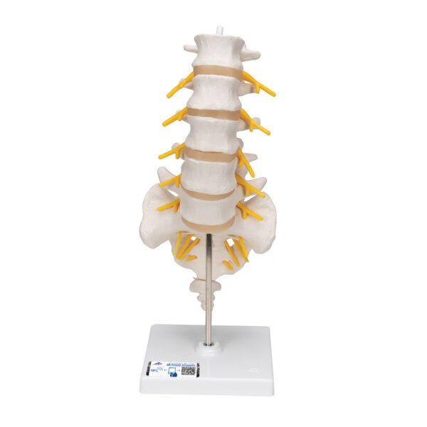 Модель поясничного отдела позвоночника - 3B Smart Anatomy