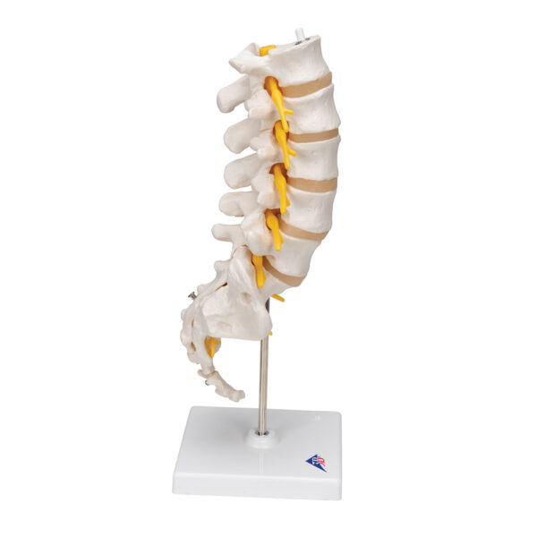 Модель поясничного отдела позвоночника - 3B Smart Anatomy — изображение 7