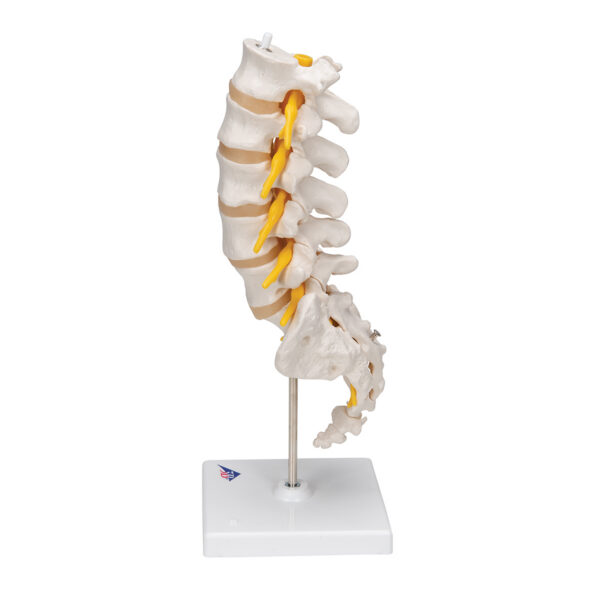Модель поясничного отдела позвоночника - 3B Smart Anatomy — изображение 6