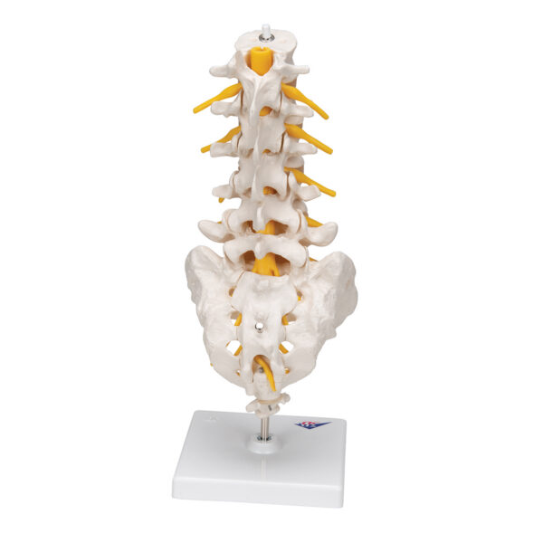 Модель поясничного отдела позвоночника - 3B Smart Anatomy — изображение 5
