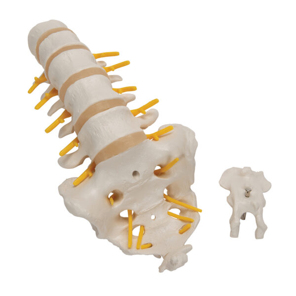 Модель поясничного отдела позвоночника - 3B Smart Anatomy — изображение 4