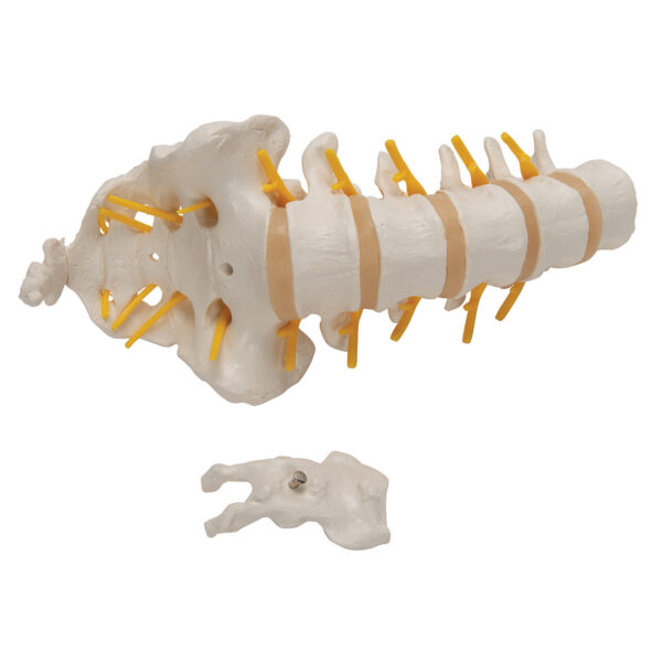 Модель поясничного отдела позвоночника - 3B Smart Anatomy — изображение 3