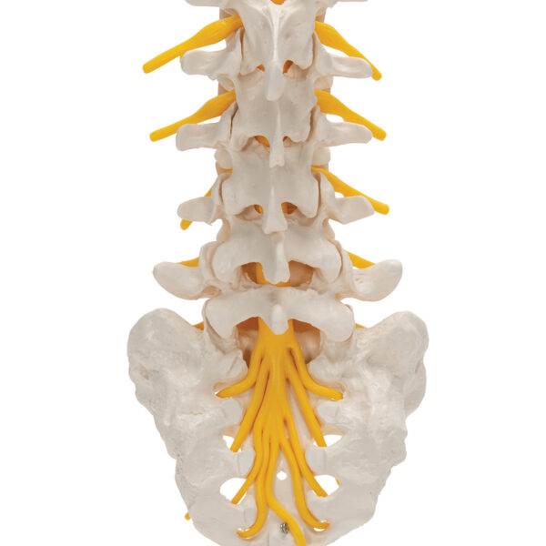 Модель поясничного отдела позвоночника - 3B Smart Anatomy — изображение 2