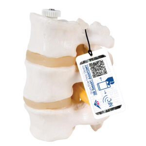 Модель трех поясничных позвонков, на гибком креплении - 3B Smart Anatomy