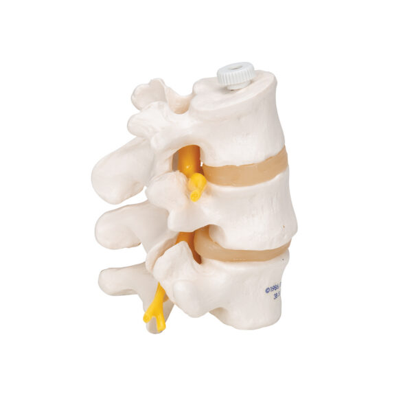 Модель трех поясничных позвонков, на гибком креплении - 3B Smart Anatomy — изображение 5