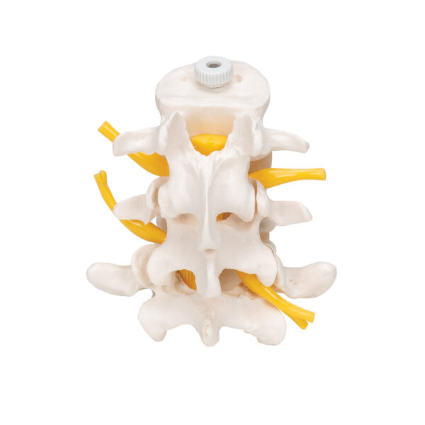 Модель трех поясничных позвонков, на гибком креплении - 3B Smart Anatomy — изображение 4
