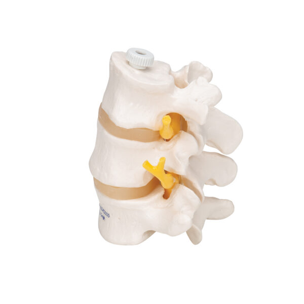 Модель трех поясничных позвонков, на гибком креплении - 3B Smart Anatomy — изображение 3
