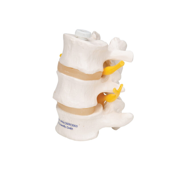 Модель трех поясничных позвонков, на гибком креплении - 3B Smart Anatomy — изображение 2