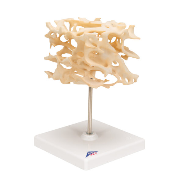 Модель губчатой кости - 3B Smart Anatomy — изображение 3