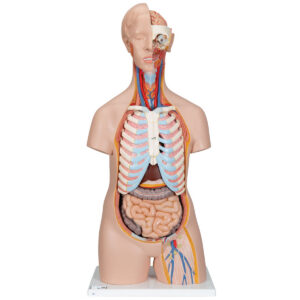 Модель торса человека, бесполая, 16 частей - 3B Smart Anatomy