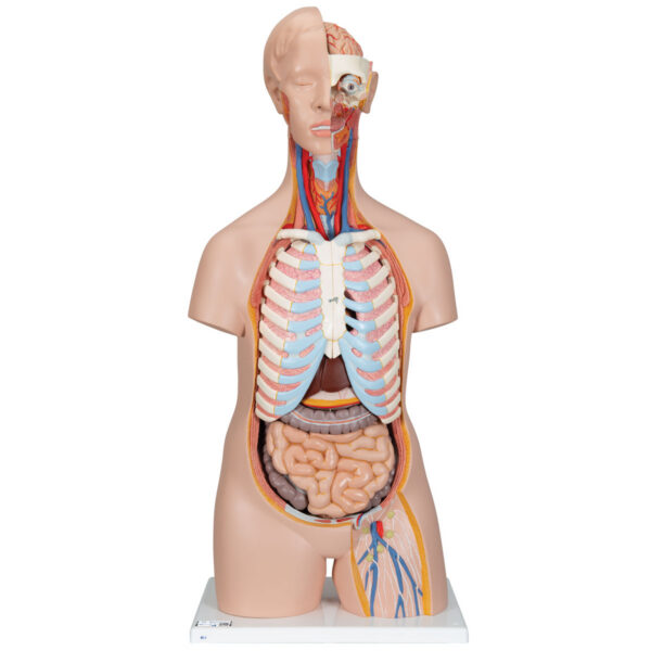 Модель торса человека, бесполая, 16 частей - 3B Smart Anatomy