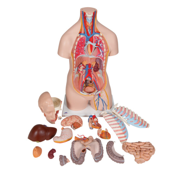 Модель торса человека, бесполая, 16 частей - 3B Smart Anatomy — изображение 6