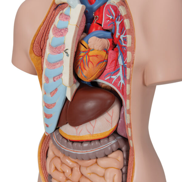 Модель торса человека, бесполая, 16 частей - 3B Smart Anatomy — изображение 5