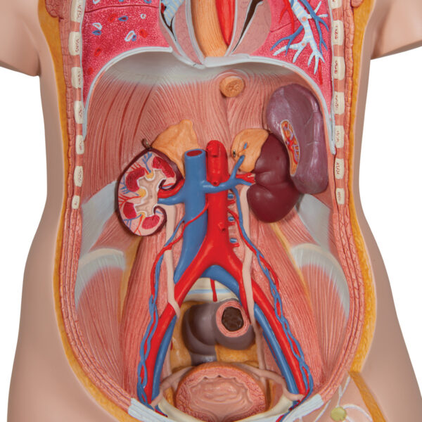 Модель торса человека, бесполая, 16 частей - 3B Smart Anatomy — изображение 4