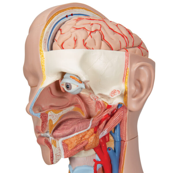 Модель торса человека, бесполая, 16 частей - 3B Smart Anatomy — изображение 3
