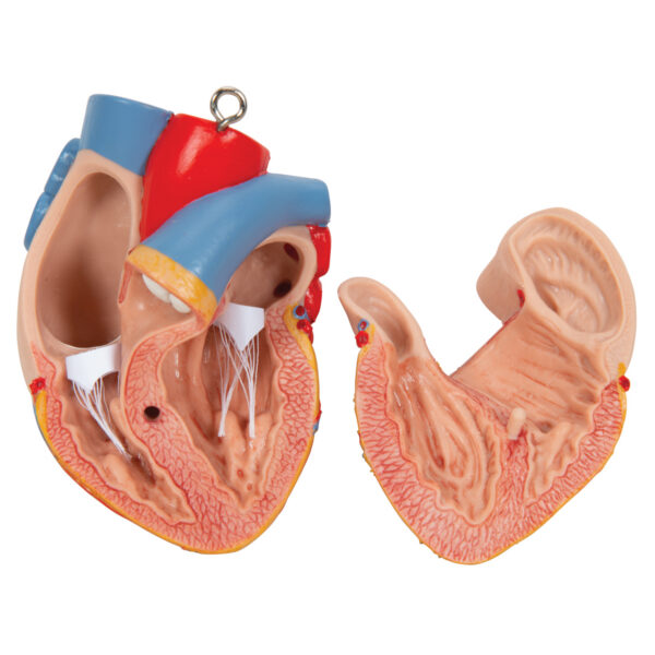Модель торса человека, бесполая, 16 частей - 3B Smart Anatomy — изображение 2