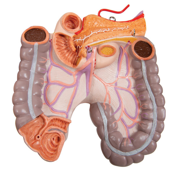Модель торса человека, бесполая, 16 частей - 3B Smart Anatomy — изображение 7