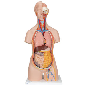 Модель торса человека, бесполая, с открытыми шеей и спиной, 18 частей - 3B Smart Anatomy
