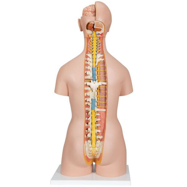 Модель торса человека, бесполая, с открытыми шеей и спиной, 18 частей - 3B Smart Anatomy — изображение 2