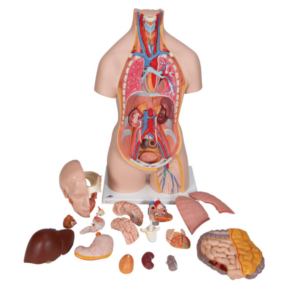 Модель торса человека, бесполая, с открытыми шеей и спиной, 18 частей - 3B Smart Anatomy — изображение 3
