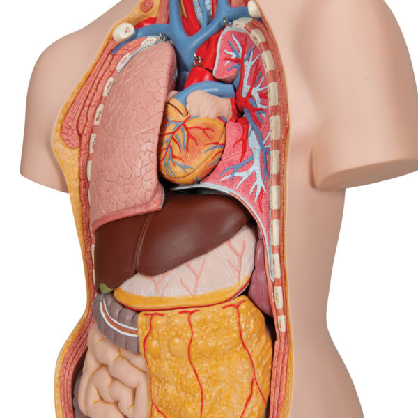 Модель торса человека, бесполая, с открытыми шеей и спиной, 18 частей - 3B Smart Anatomy — изображение 4