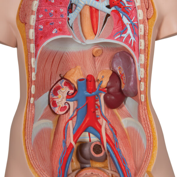 Модель торса человека, бесполая, с открытыми шеей и спиной, 18 частей - 3B Smart Anatomy — изображение 5