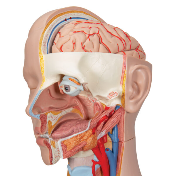 Модель торса человека, бесполая, с открытыми шеей и спиной, 18 частей - 3B Smart Anatomy — изображение 6