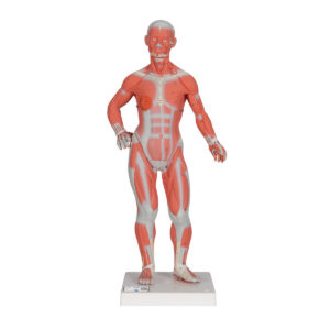 Фигура с мышцами, 1/3 от натуральной величины, 2 части - 3B Smart Anatomy