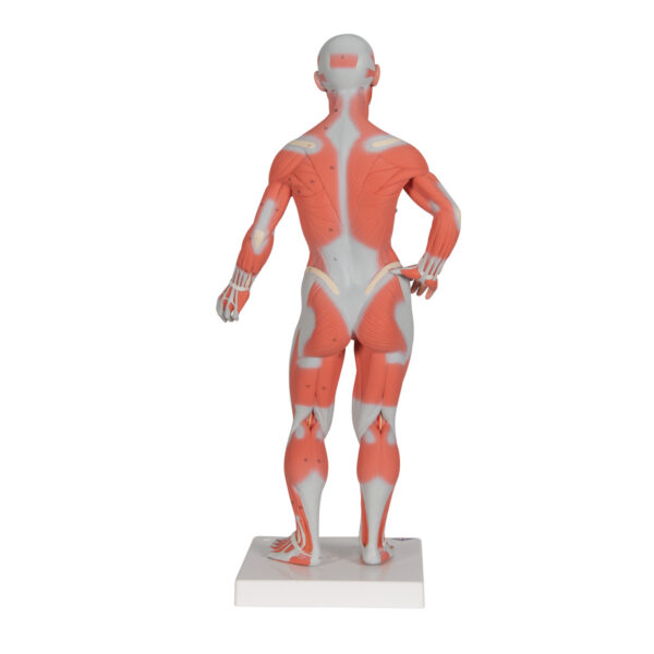 Фигура с мышцами, 1/3 от натуральной величины, 2 части - 3B Smart Anatomy — изображение 3