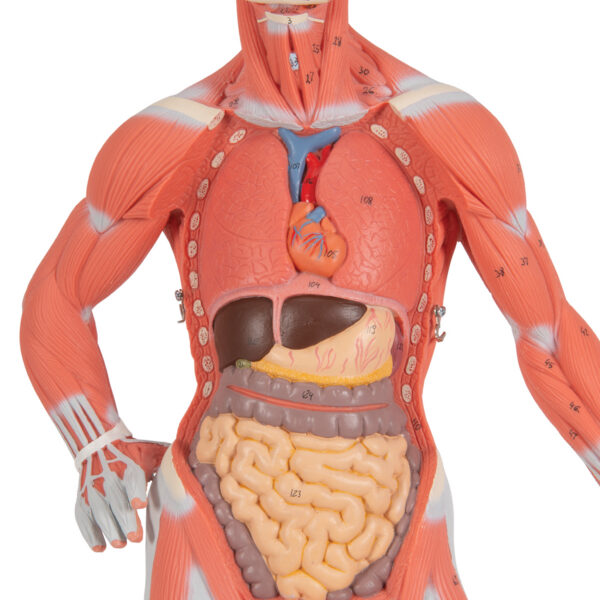 Фигура с мышцами, 1/3 от натуральной величины, 2 части - 3B Smart Anatomy — изображение 5