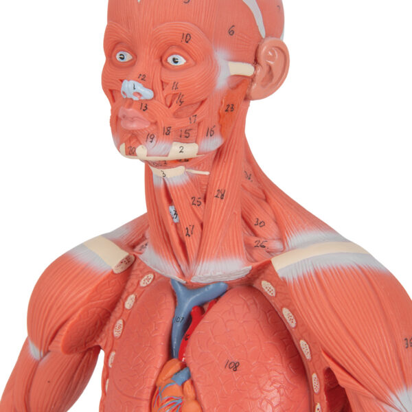 Фигура с мышцами, 1/3 от натуральной величины, 2 части - 3B Smart Anatomy — изображение 6