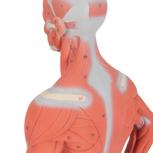 Фигура с мышцами, 1/3 от натуральной величины, 2 части - 3B Smart Anatomy — изображение 7