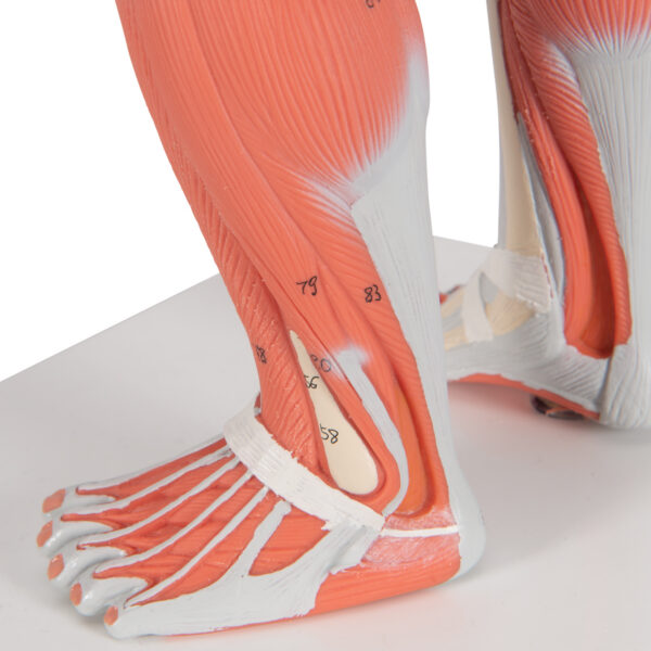 Фигура с мышцами, 1/3 от натуральной величины, 2 части - 3B Smart Anatomy — изображение 8
