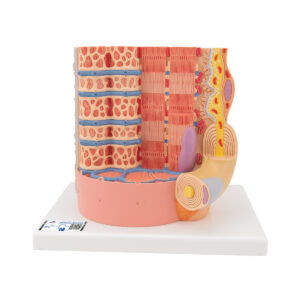 Модель мышечного волокна 3B MICROanatomy™ - 3B Smart Anatomy