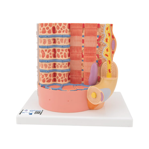 Модель мышечного волокна 3B MICROanatomy™ - 3B Smart Anatomy