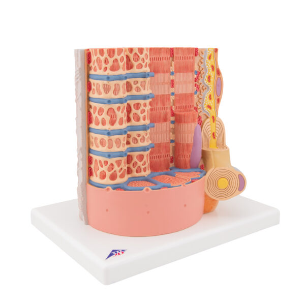 Модель мышечного волокна 3B MICROanatomy™ - 3B Smart Anatomy — изображение 7