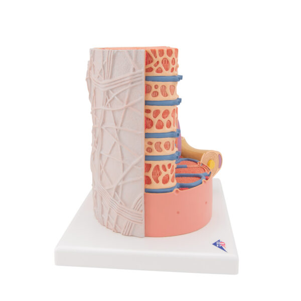 Модель мышечного волокна 3B MICROanatomy™ - 3B Smart Anatomy — изображение 6