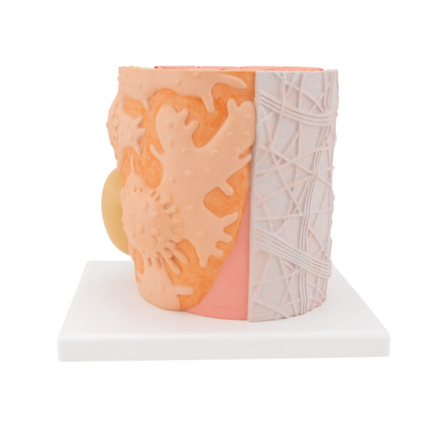 Модель мышечного волокна 3B MICROanatomy™ - 3B Smart Anatomy — изображение 5