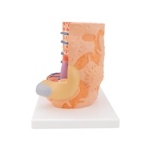 Модель мышечного волокна 3B MICROanatomy™ - 3B Smart Anatomy — изображение 4