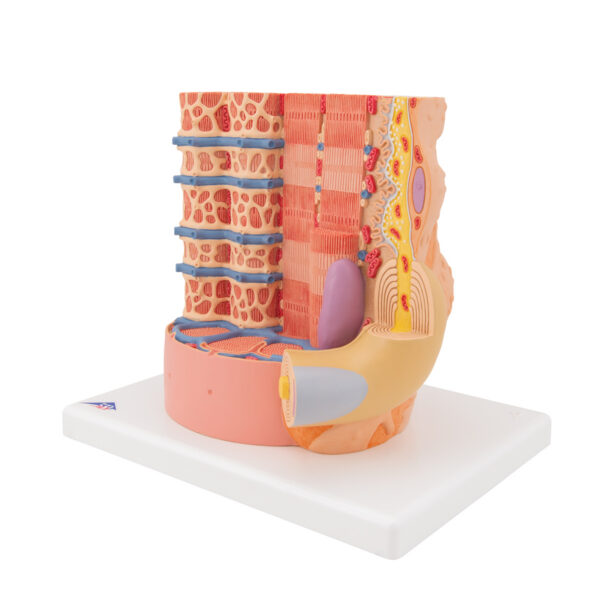 Модель мышечного волокна 3B MICROanatomy™ - 3B Smart Anatomy — изображение 3