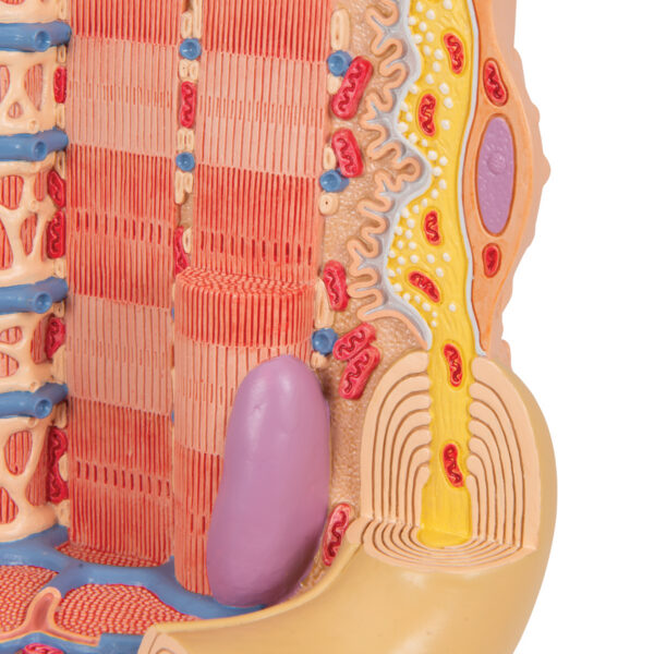 Модель мышечного волокна 3B MICROanatomy™ - 3B Smart Anatomy — изображение 2