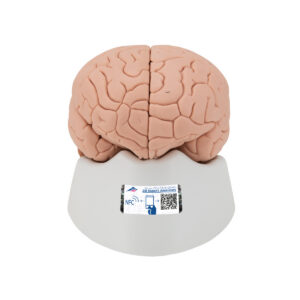 Модель мозга для начального изучения, 2 части - 3B Smart Anatomy
