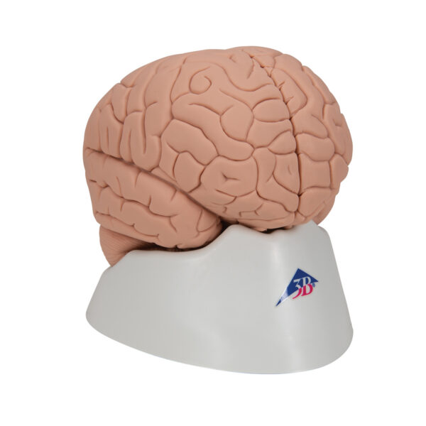 Модель мозга для начального изучения, 2 части - 3B Smart Anatomy — изображение 7