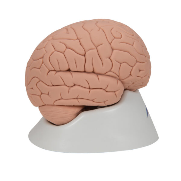 Модель мозга для начального изучения, 2 части - 3B Smart Anatomy — изображение 6