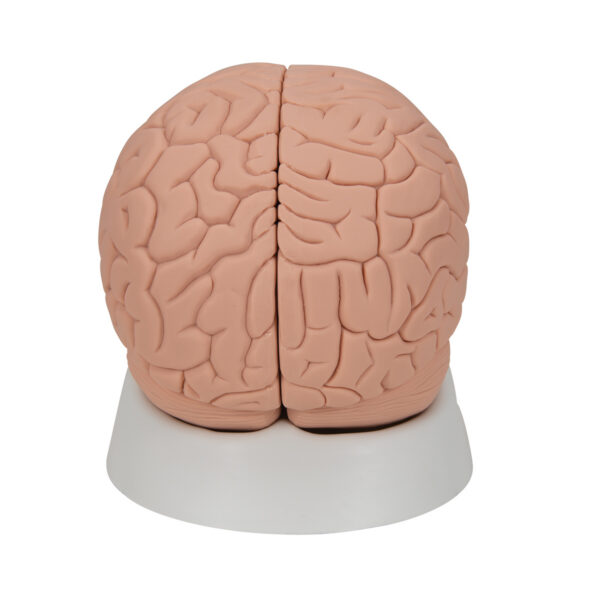 Модель мозга для начального изучения, 2 части - 3B Smart Anatomy — изображение 5