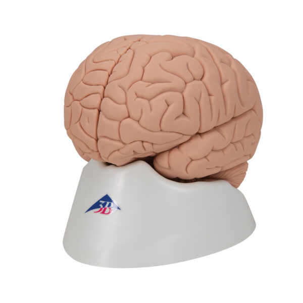 Модель мозга для начального изучения, 2 части - 3B Smart Anatomy — изображение 3