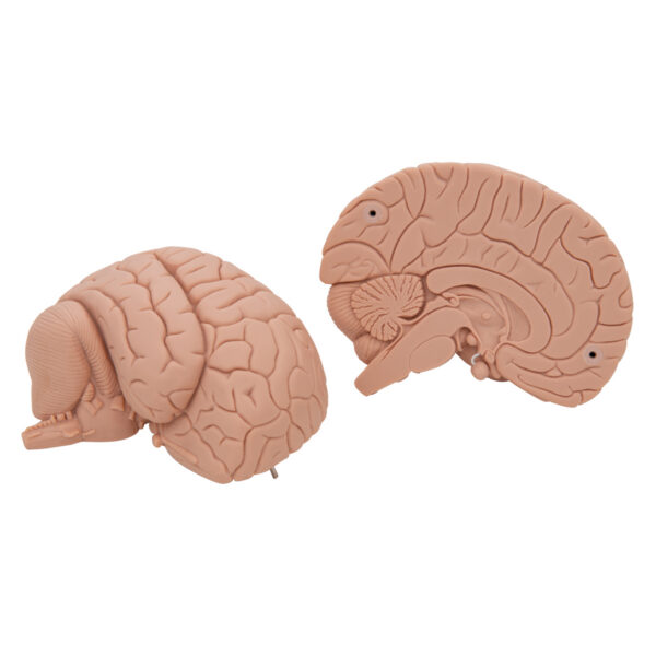 Модель мозга для начального изучения, 2 части - 3B Smart Anatomy — изображение 2
