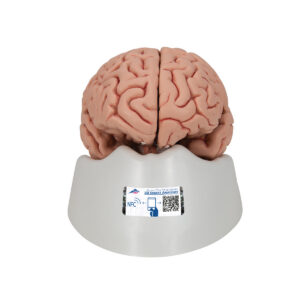 Классическая модель мозга, 5 частей - 3B Smart Anatomy